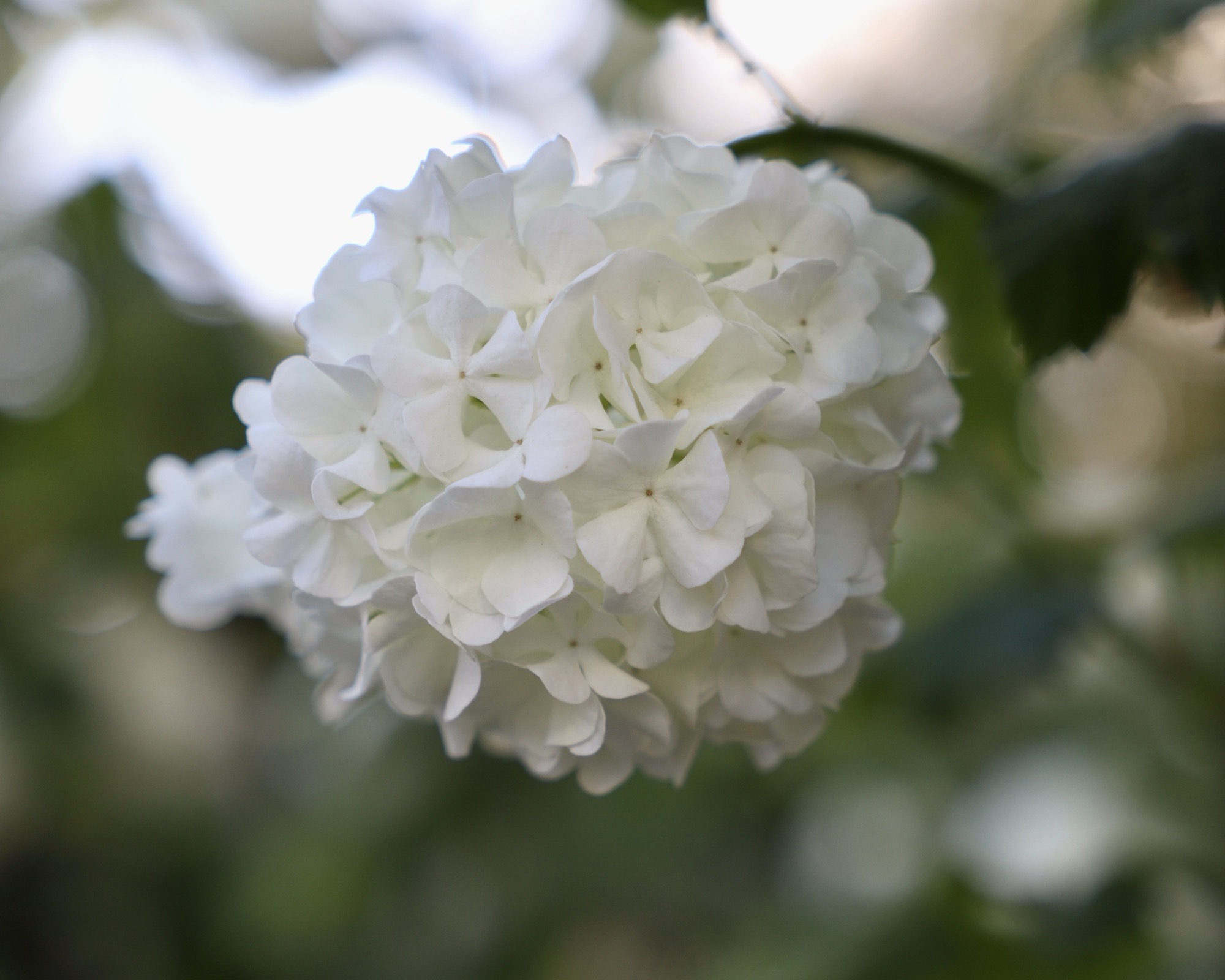 White snowball flowers in soft spring light